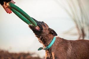 jugando con un perro foto