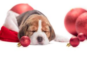 un triste cachorro beagle duerme entre juguetes navideños rojos en un fondo blanco foto