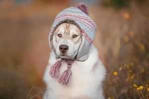 husky siberiano en un gorro cálido en colores otoñales foto