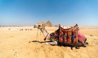 camello en el desierto egipcio cerca de las pirámides de luxor foto