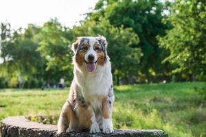 perro pastor australiano de pura raza para dar un paseo por el parque foto