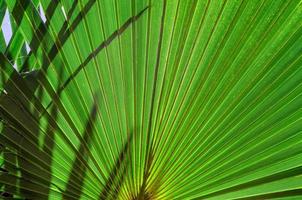 fresh palm tree branches bottom view photo