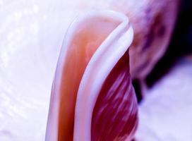 fragment of a large oceanic seashell abstract texture orange macro closeup photo