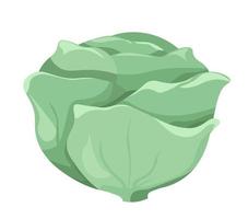 Cabbage vegetable, organic and natural product vector