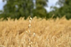 A field of wheat on a sunny day. Wheat ears close-up. An agricultural field with a grain crop. photo