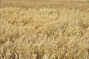 A field of wheat on a sunny day. Wheat ears close-up. An agricultural field with a grain crop. photo