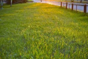 hierba verde en los rayos del sol poniente. precioso atardecer. césped y césped en la ciudad. foto