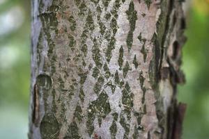 A tree trunk in close-up and the rays of the setting sun. Tree bark and sun rays. photo