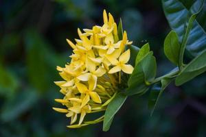 needle flowers yellow blooming beautiful petals in the Thai garden. photo