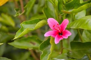 rosa hibisco pétalo flor belleza naturaleza en jardín tailandés foto