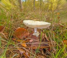 Cerca de un hongo de tapa de muerte altamente venenoso en un bosque alemán foto