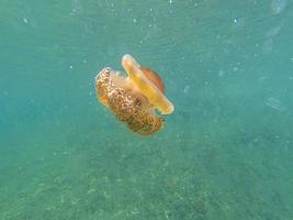 Colored ribbed jellyfish in the waters off Croatia during a jellyfish plague caused by high water temperatures due to climate change photo