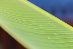 imagen macro de una hoja de plátano con las estructuras típicas foto