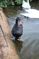 A view of a Black Swan photo