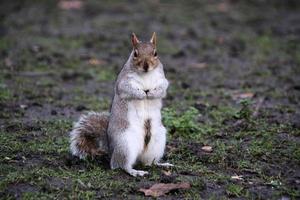 A view of a Grey Squirrel in London photo