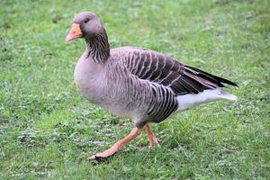 A view of a Goose at Martin Mere Nature Reserve photo