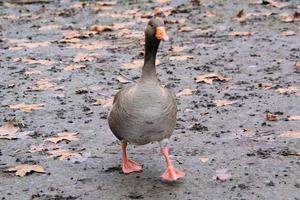 A view of a Goose at Martin Mere Nature Reserve photo