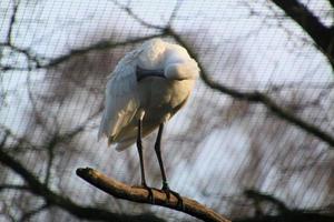 A view of a Spoonbill at Martin Mere Nature Reserve photo