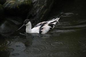 A view of an Avocet at Martin Mere Nature Reserve photo