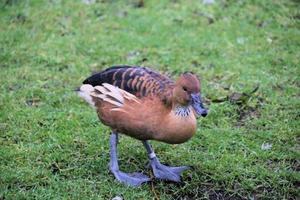 A view of a Duck at Martin Mere Nature Reserve photo