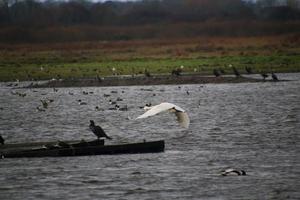 una vista de un cisne cantor en la reserva natural martin mera foto