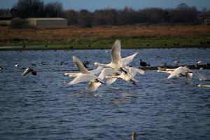 A view of a Whooper Swan at Martin Mere Nature Reserve photo