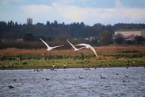 A view of a Whooper Swan at Martin Mere Nature Reserve photo