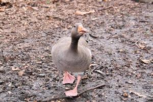 A view of a Goose at Martin Mere Nature Reserve photo