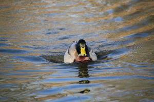 A view of a Duck at Martin Mere Nature Reserve photo