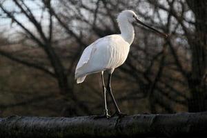 A view of a Spoonbill at Martin Mere Nature Reserve photo