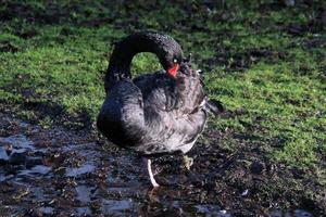 A view of a Black Swan photo