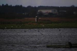 A view of a Whooper Swan at Martin Mere Nature Reserve photo