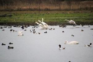 A view of a Whooper Swan at Martin Mere Nature Reserve photo