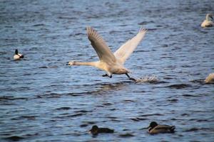 A view of a Whooper Swan at Martin Mere Nature Reserve photo