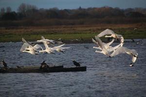 una vista de un cisne cantor en la reserva natural martin mera foto