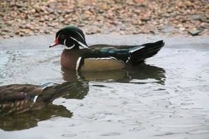 A view of a Wood Duck on the water photo