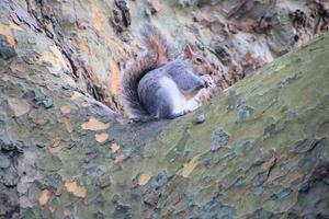 A view of a Grey Squirrel in London photo