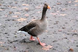 A view of a Goose at Martin Mere Nature Reserve photo