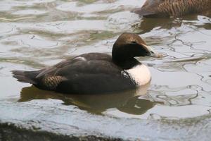 A view of a Duck at Martin Mere Nature Reserve photo