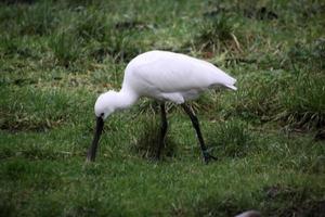 A view of a Spoonbill at Martin Mere Nature Reserve photo