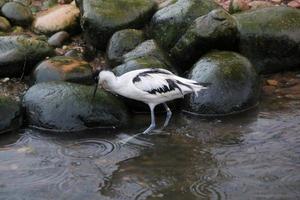 A view of an Avocet at Martin Mere Nature Reserve photo