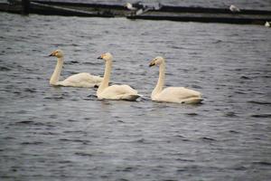 A view of a Whooper Swan at Martin Mere Nature Reserve photo