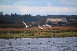 A view of a Whooper Swan at Martin Mere Nature Reserve photo