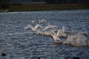 A view of a Whooper Swan at Martin Mere Nature Reserve photo