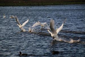 una vista de un cisne cantor en la reserva natural martin mera foto