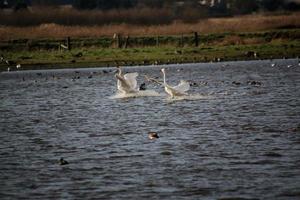 una vista de un cisne cantor en la reserva natural martin mera foto