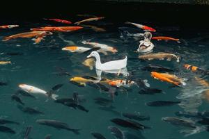 koi fishes in the Balinese pond photo