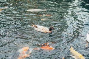 koi fishes in the Balinese pond photo