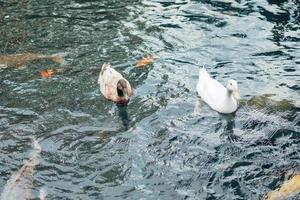 koi fishes in the Balinese pond photo