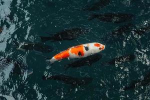 koi fishes in the Balinese pond photo